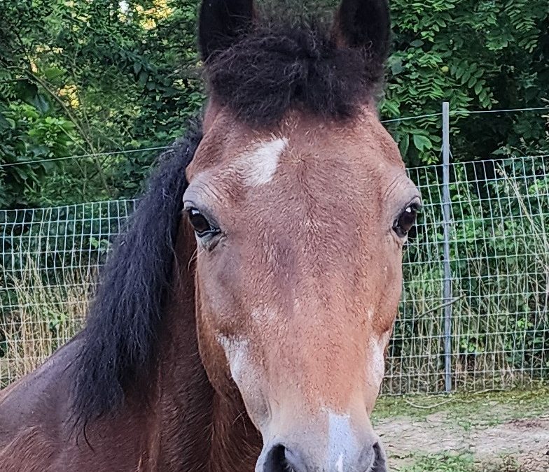 Handsome Jack